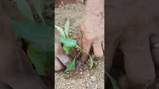 আজ দেখো আমরা কত্ত গাছ লাগালাম 🪴😊 #shorts #bangla #minivlog #trendingvideo #plants #planting