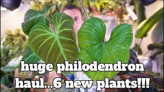 huge philodendron houseplant haul from two amazing shops | 6 rare plants added to my collection