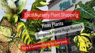 Big Box Store Plant Shopping Alternative Shop Local Plant Shop Pita's Planters Gorgeous Houseplants