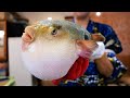 Japanese Food - POISONOUS FUGU Fukumeshi Okinawa Seafood Japan