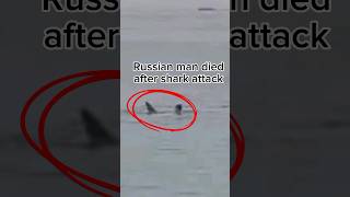 Shark attack killed a Russian Man, be careful with 🦈 #beach #shark #egypt #scary #vladimir #horror