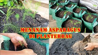 MENANAM ASPARAGUS DI PLANTERBAG 20 LITER