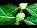 ননী গাছ ও ননী ফলের উপকারিতা এবং গুরুত্ব benefits and importance of noni tree leaves and noni fruits