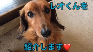 【dog】兄です！レオを紹介します！【ミニチュアダックスフンド】 おもしろかわいい犬ペット動画