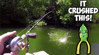 EPIC Topwater FROG Bass Fishing! (Frog Bass Fishing)