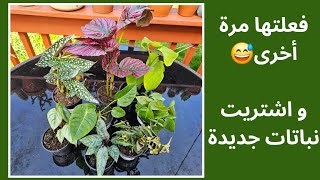 نباتات جديدة تنضم إلى مجموعتي: فيلودندرون، أنثوريوم و بيجونيا New plants joining my collection