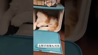 狭いところが好きな猫　#猫　