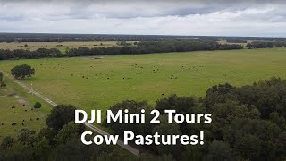 DJI Mini 2 Tours Cow Pastures!