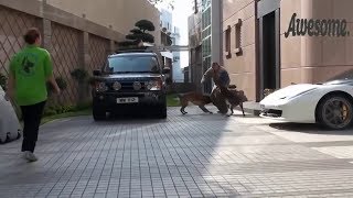 【超絶可愛い】 人間の子供を必死で守るジャーマンシェパード犬たち#9 「絶対笑う」