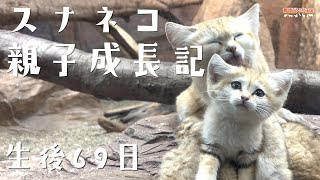 スナネコ親子成長記 生後69日 / Sand cats - 69 Days After the Birth -