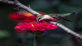 Relaxing music with birds singing | beautiful piano ,guitar music | soothing relaxation |sun media