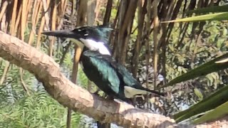 Amazon Kingfisher