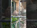 球夏◎㉔ホワイトライオン・白獅子・リズムちゃん・セラムくん・沖縄こどもの国・・・white_lion・okinawa zoo u0026 museum 20240912