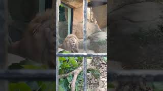 球夏◎㉔ホワイトライオン・白獅子・リズムちゃん・セラムくん・沖縄こどもの国・・・White_Lion・Okinawa Zoo \u0026 Museum(20240912)