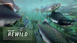 Online Dating Could Save Coho Salmon