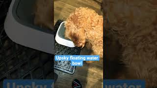 Just bought the Upsky floating water bowl #shorts #productreview #producttest