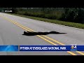 caught on camera 15ft python cross the road in the everglades