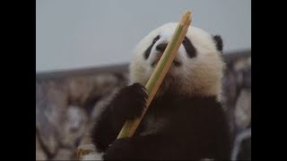 【こパンダ彩浜🌈ママがいない☹️つまんない😑⇨ママが来た😃うつ伏せすべり台でママの元へ！】Panda cub Saihin can't wait to see Mama！