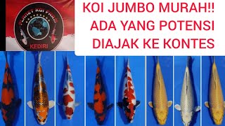 JUMBO SUPER MURAH❗WARNA MENYALA❗❗