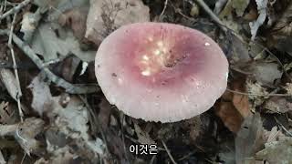 7월 중순 야산에서 만난 버섯 12가지-1