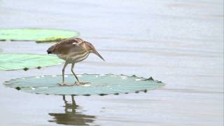 ♪鳥くんの野鳥動画～ヨシゴイ♀蓮一枚の上'Yellow Bittern is waiting