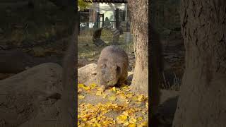 ウォンバットのフクちゃん🐨銀杏の葉っぱもぐもぐ、宝探し(五月山動物園)