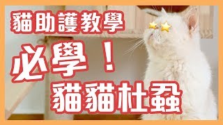 貓助護教您貓貓杜蝨！必看！ 獸醫診所常用杜蝨用品 KitCat貓貓教學