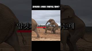 코끼리의 사랑은 짱구도 못말려ㅋ