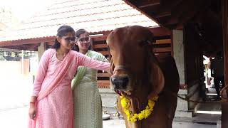 കണ്ണനെ ആരാധിക്കുന്ന പൈക്കിടാങ്ങൾ ! Trivandrum gooshala temple