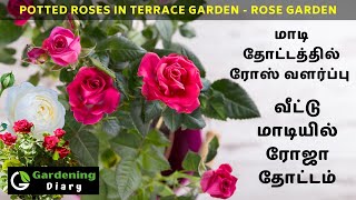 மாடியில் ரோஸ் வளர்ப்பு - Growing roses successfully on Terrace - Roses from TamilNadu