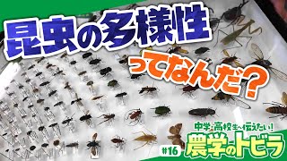 【中学・高校生に伝えたい!農学のトビラ#16】【昆虫談議】溢れ出る昆虫愛と昆虫知識