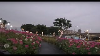 Taipei Tamsui river biking, December 30, 2024, 台北-新北市 淡水環河自行車道