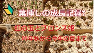 [多肉植物Ⅴlog059]虹の玉とブロンズ姫、葉挿しの成長記録です😊昨年秋から今年の夏までの成長をご覧ください😊