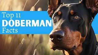 11 Doberman Pinscher Facts You MUST Know Before You Own One