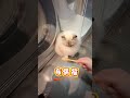 是不是小猫咪被我宠坏了 起猛了就爱看猫猫说话 又是猫咪胡说八道的一天 谁能拒绝傻憨憨的小猫咪 话痨猫 它只是不会说话其实它什么都懂