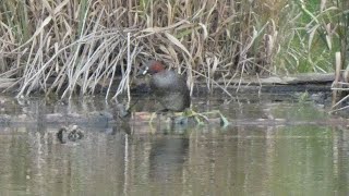 カイツブリの子育て❷