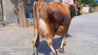 ਜਰਸੀ ਕਰੌਸ ਗਾਂ ਵਿਕਾਉ ਬਹੁਤ ਖੂਬਸੂਰਤ #cross#cow#jersey