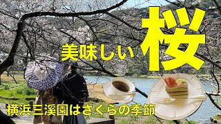 【CHERRY BLOSSOMS in JAPAN】A gourmet \u0026 sightseeing tour in YOKOHAMA【お散歩グルメ旅ガイド・桜のお花見は美味しい！横浜三溪園お花見編】