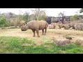 ヒガシクロサイ　 よこはま動物園ズーラシア 神奈川県