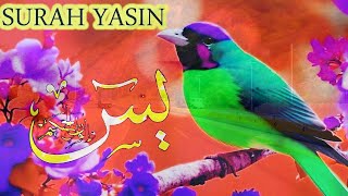 Surah Yaseen in beautiful Vie| Surah Yasin|Surah yaseen FullHD💖|Yaseen(Yasin) سورة ياسين|Episode 78