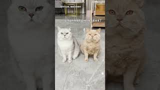 【#乔巴日记】小野:我可真是倒霉到家了 #萌宠成精了 #猫咪 #猫咪的迷惑行为 #辅舒良萌宠拯救鼻鼻大作战