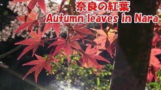 奈良の紅葉 Autumn leaves in Nara