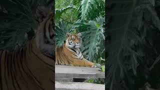 Roaring Majesty: Up Close with the Majestic Tiger 🐅🐅  #shorts #travel #tiger #trending #animals