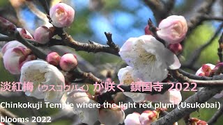 淡紅梅（ウスコウバイ）が咲く鎮国寺 2022Chinkokuji Temple where the light red plum (Usukobai) blooms 2022