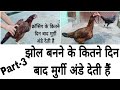 Anda dene wali murgi ki pehchan part-3||झोल बनने के बाद मुर्गी अंडे कब देती है🥚🤫by @RKpigeonplanet