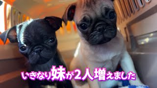 【120gで生まれたパグ】1パグから3パグになりました_pug多頭飼い