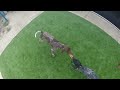 dogs playing tug o war gsp vs gsp with the scuffle dummy