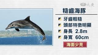 糙齒海豚擱淺大園 移送救援仍不幸死亡