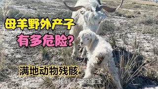 【驰娜尔】108 牧区母羊会在野外生小羊吗？满地动物残骸，会给牧民造成啥麻烦？