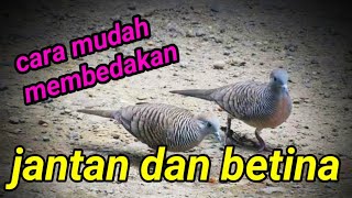 Suksess Hasil 1 Anakan Dari Penangkaran Perkutut Kres
